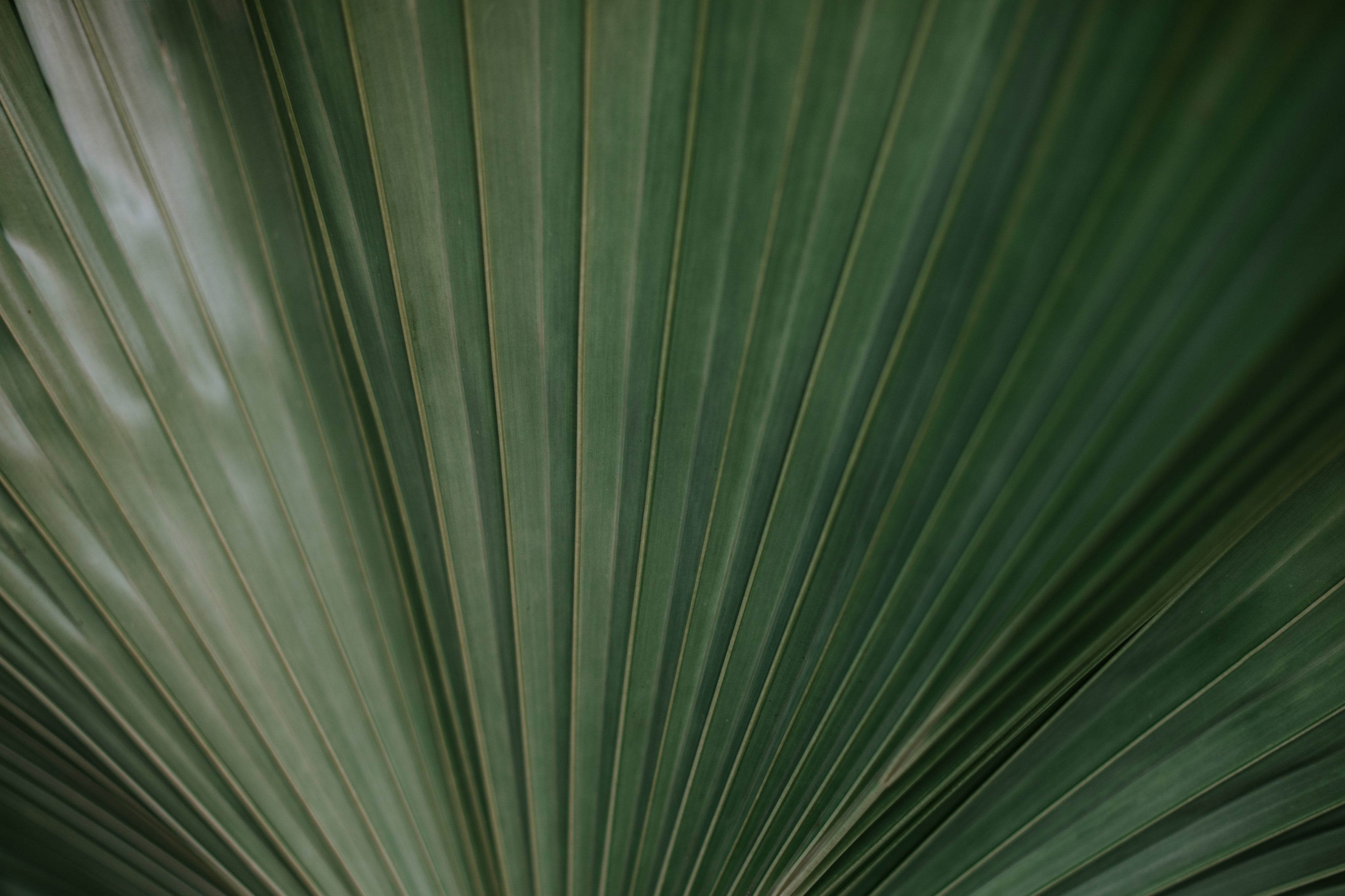 green palm leaf - about jade collaborative hemp-derived cbd & thc